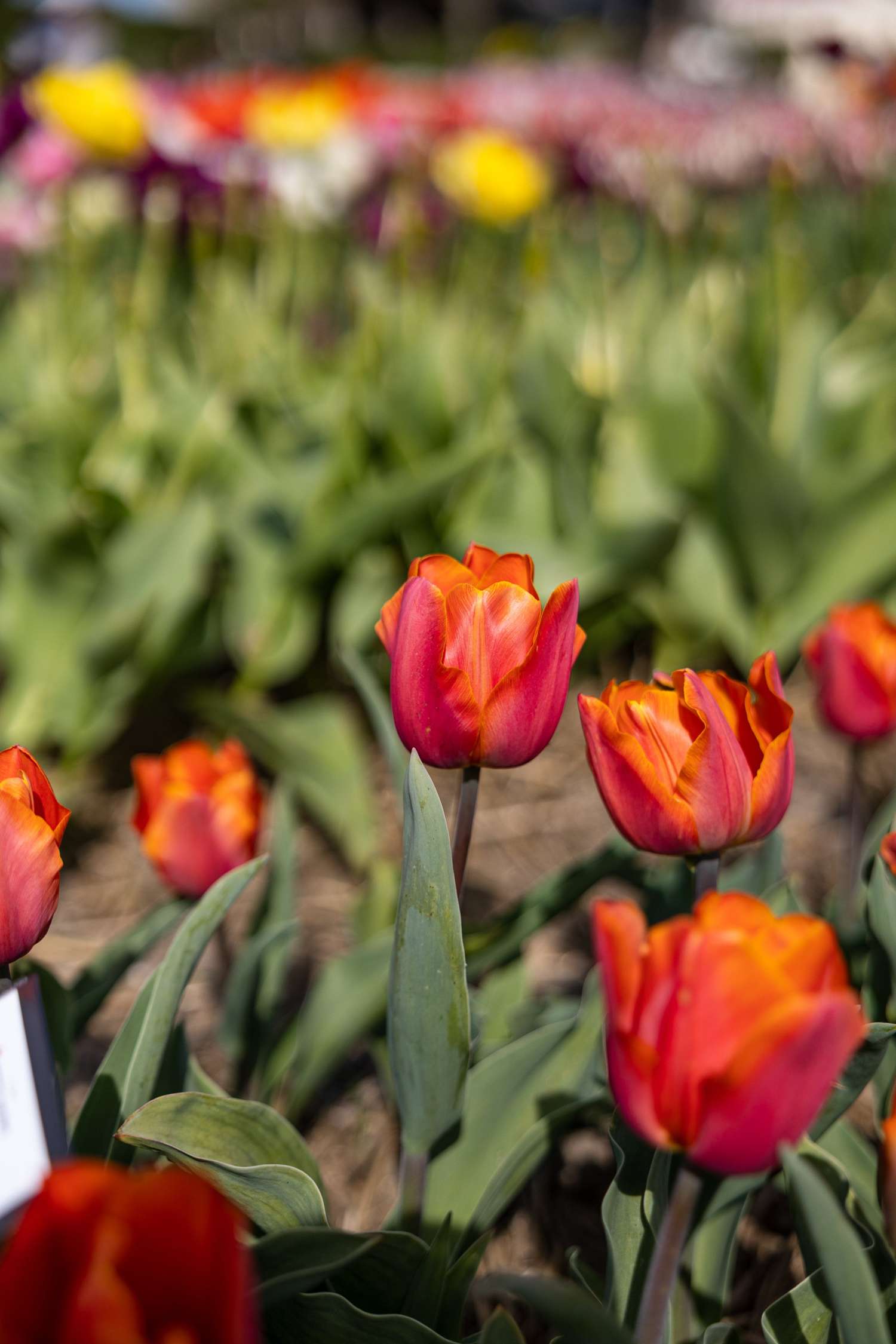 Tulppaani 'Avignon'